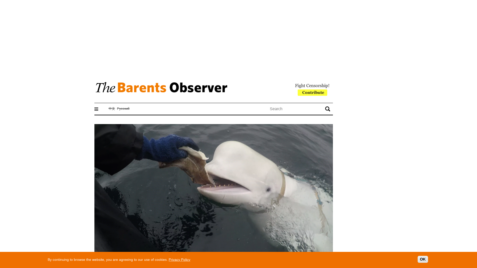 The "spy whale” is back | The Independent Barents Observer